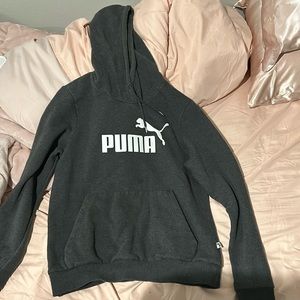 Dark gray puma